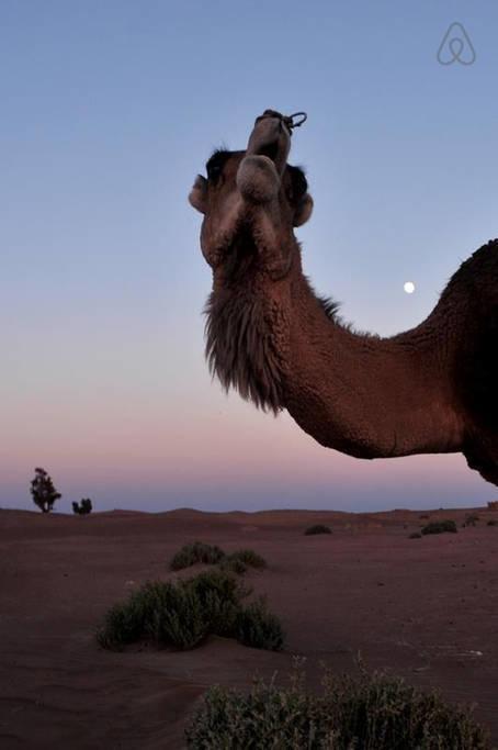 Riad De Reve Zagora Dış mekan fotoğraf
